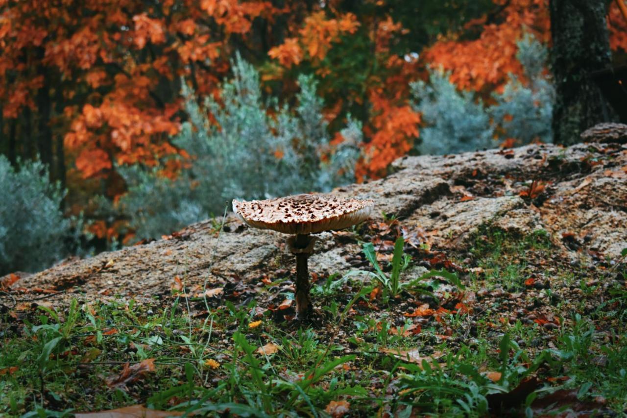 Quinta Das Fontes - Alojamento Rustico Local E Turismo Rural São Pedro do Sul Buitenkant foto