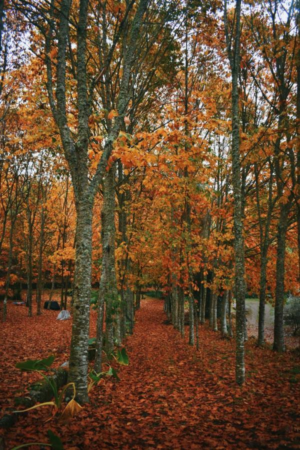 Quinta Das Fontes - Alojamento Rustico Local E Turismo Rural São Pedro do Sul Buitenkant foto